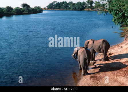 Elefante africano Loxodonta africana bere sul fiume Chobe Chobe N P Botswana Foto Stock