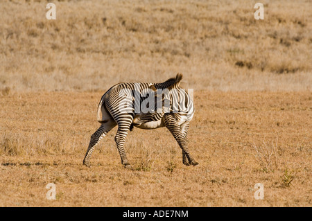 Di Grevy zebra (Equus grevyi) Foto Stock