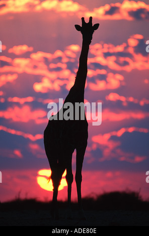 Sud della giraffa camelopardalis Giraffa in silhouette contro sunrise Etosha N P Namibia Africa Foto Stock