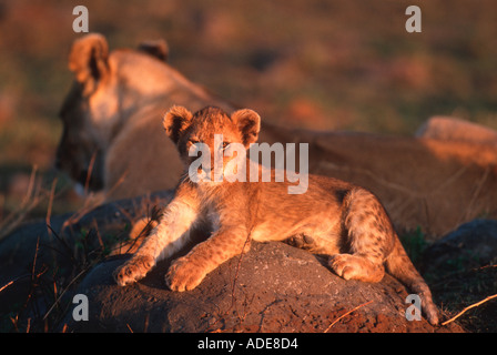 Lion Panthera Leo Lion cub Chobe National Park Botswana Africa Foto Stock