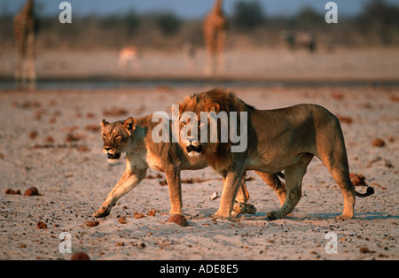 Lion Panthera leo maschio e femmina di Etosha National Park Namibia Africa Foto Stock