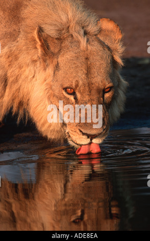 Lion Panthera leo giovane maschio Africa potabile Foto Stock