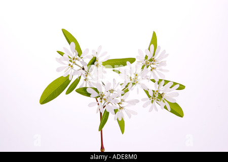 Fotografia di stock del fiore bianco Euphorbia leucocephala un fiocco di neve rispetto della Poinsettia DSC 9354 Foto Stock