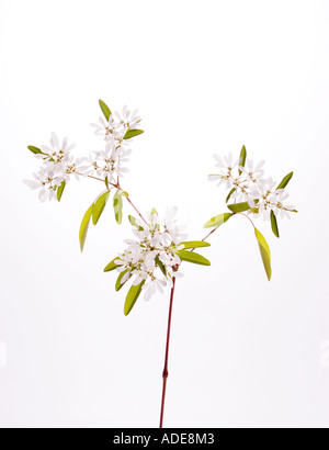 Fotografia di stock del fiore bianco Euphorbia leucocephala un fiocco di neve rispetto della Poinsettia DSC 9614 Foto Stock