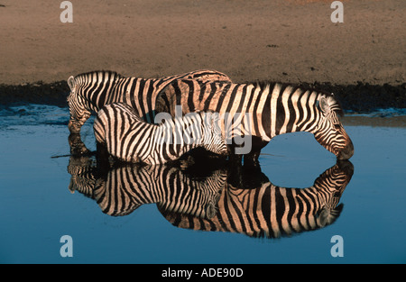 Burchell s zebra Equus burchelli bevendo al waterhole Etosha N P Namibia Foto Stock