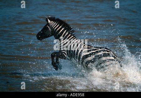 Burchells zebra Equus burchelli in esecuzione attraverso Masai river Migration Masaai Mara G R Kenya Foto Stock