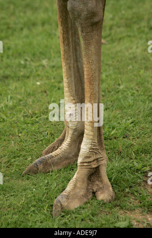 Coppia di struzzo comune gambe (Struthio camelus) Foto Stock