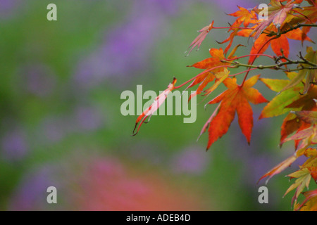 Foglie di autunno vivacemente colorato close up Foto Stock
