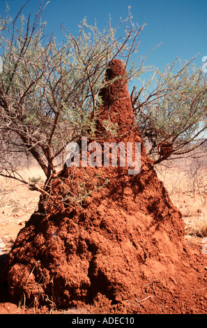 Termite hill con thorn bush nel semi Deserto della Namibia Foto Stock