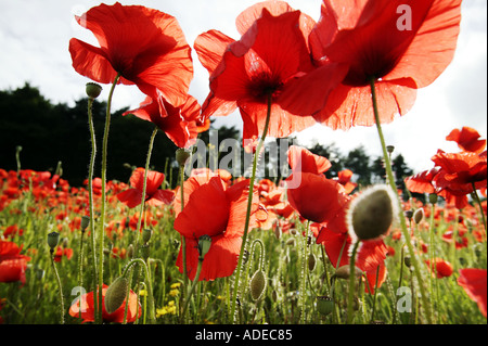 Un campo di papavero in Blakedown vicino a Kidderminster WORCESTERSHIRE REGNO UNITO 18 Giugno 2003 Foto Stock