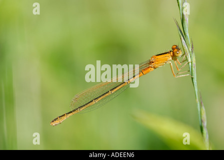 Scarsa Blu-tailed Damselfly (Ischnura pumilio) Foto Stock