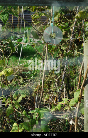 CD appeso in un giardino Foto Stock