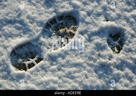 stampe in neve Foto Stock