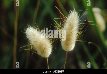 Lepre s coda testa di sementi Foto Stock