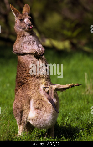 Grigio orientale canguro con Joey, Australia, verticale, Macropus giganteus Foto Stock