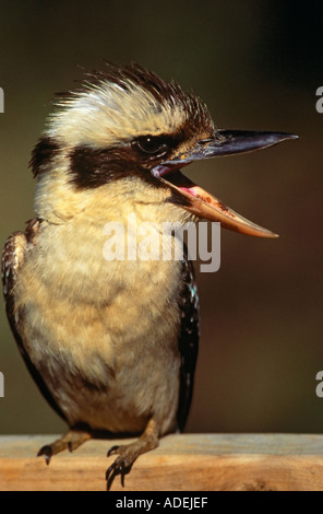 Kookaburra Queensland Australia Foto Stock
