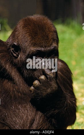 Gorilla lo Zoo di Melbourne, Australia Foto Stock