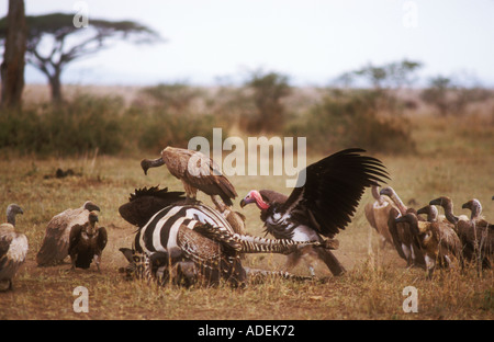 Alimentazione avvoltoi sulla carcassa di Zebra Foto Stock