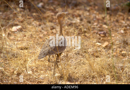 Femmina nera Bustard panciuto in secco paese bush Foto Stock