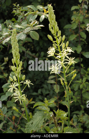 Spiked Stella di Betlemme o bagno di asparagi, Ornithogalum pyrenaicum Foto Stock