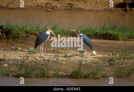 Marabou cicogne in appoggio sul fiume poco profondo Foto Stock