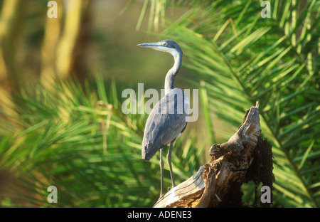 Testa nera Heron in piedi sul log Foto Stock