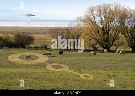 Crop Circle con UFO rapire una mucca Foto Stock