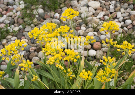 Fiori gialli di aglio Liliacee Allium moly Europa Foto Stock