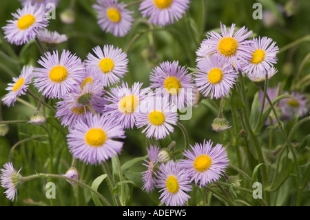 Splendidi fiori viola gialli di Asteraceae Erigeron speciosus Quakeress che fioriscono in un giardino con un morbido sfondo verde. Foto Stock