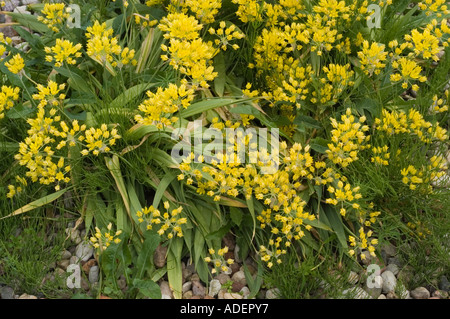 Fiori gialli di aglio Liliacee Allium moly Europa Foto Stock