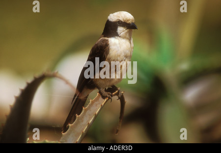 Northern White Crowned Shrike Foto Stock