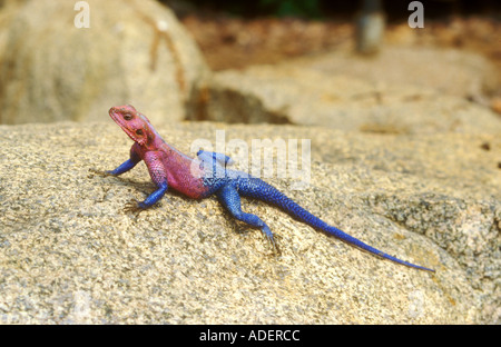 Vivacemente colorato maschio adulto Agama Lizard Foto Stock