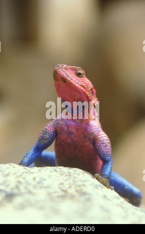 Capo delle colorate maschio adulto Agama Lizard Foto Stock