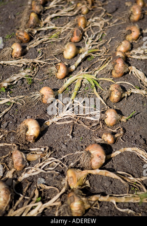 Le cipolle a sinistra per indurire Foto Stock