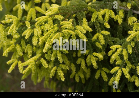 Golden oriental spruce Pinaceae Picea orientalis Aurea gamma Caucaso Asia Foto Stock