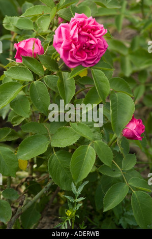 Red Rose Rosaceae Rosa x bifera Poir Pers Remontanty Magna Charta Hort W Paolo Regno Unito 1876 Foto Stock