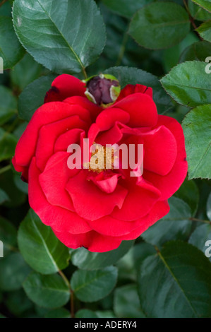 Fiore rosso di ibrido Rosa Tea Rosaceae Rosa thea hybrida Ena Harkness Inghilterra 1946 Foto Stock