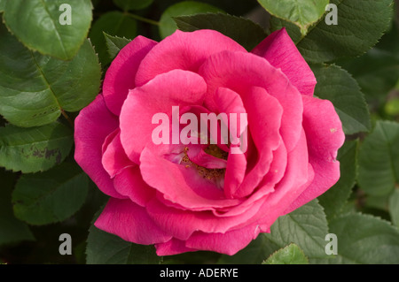 Fiore rosso di Rosa Rosaceae Rosa x bifera remontanty MME Victor Verdier Francia 1863 Foto Stock