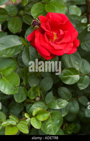 Fiore rosso di ibrido Rosa Tea Rosaceae Rosa thea hybrida Ena Harkness Inghilterra 1946 Foto Stock