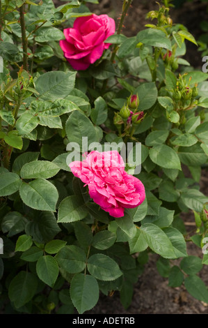 Fiore rosso di Rosa Rosaceae Rosa x bifera remontanty MME Victor Verdier Francia 1863 Foto Stock