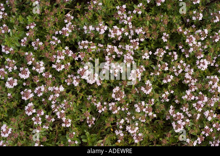 Medicinal plant wild thyme or breckland thyme or creeping thyme Lamiaceae Thymus serpyllum Foto Stock
