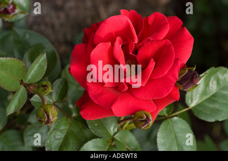 Fiore rosso di ibrido Rosa Tea Rosaceae Rosa thea hybrida Ena Harkness Inghilterra 1946 Foto Stock