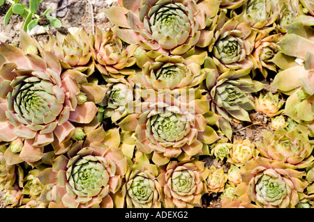 Denso tappeto di House Leek Crassulaceae Sempervivum tectorum, una succulenta pianta di montagna originaria delle montagne d'Europa. Foto Stock