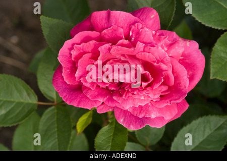 Fiore rosso di Rosa Rosaceae Rosa x bifera remontanty MME Victor Verdier Francia 1863 Foto Stock