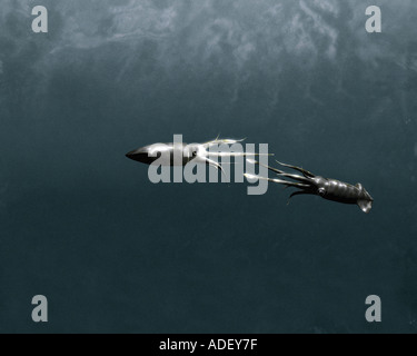 Calamaro gigante alcun esempio di questo cefalopode è mai stato visto o fotografato vivo in modo questo è un computer che ho Foto Stock