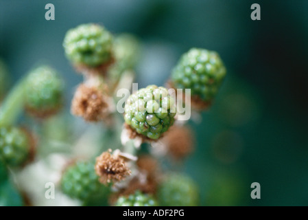 Blackberry bush, close-up di acini acerbi Foto Stock