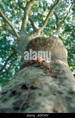 Albero a basso angolo di visione Foto Stock