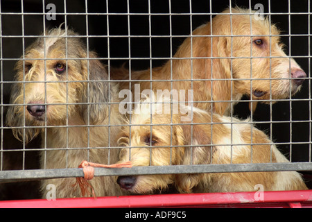 Fox hounds in transito a caccia di Builth Wells Powys Mid Wales UK GB Foto Stock