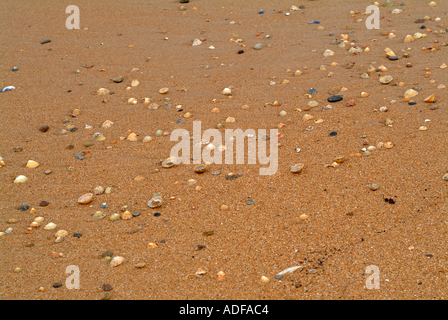 Conchiglie sulla spiaggia a Newton dal mare Northumberland England Regno Unito Regno Unito Foto Stock