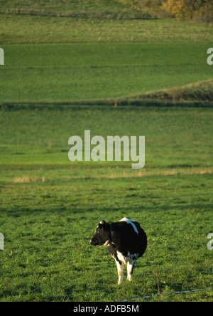 Mucca in pascolo verde Foto Stock